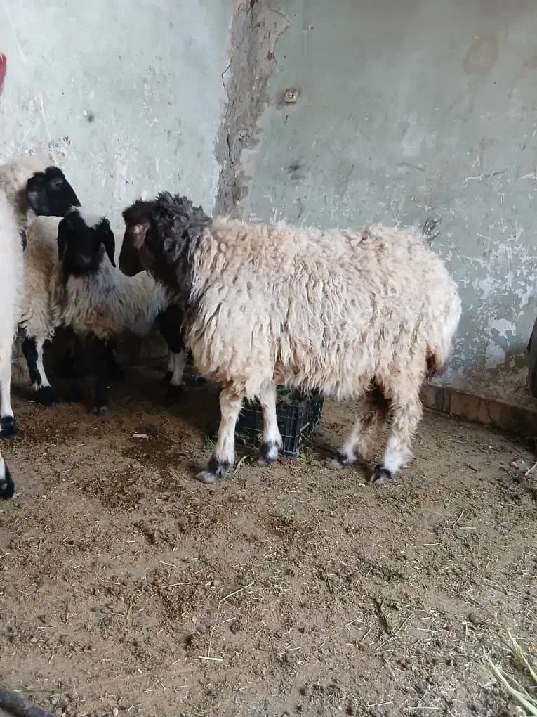 سلام ۴ عدد بر مادر|حیوانات مزرعه|یزد, |دیوار