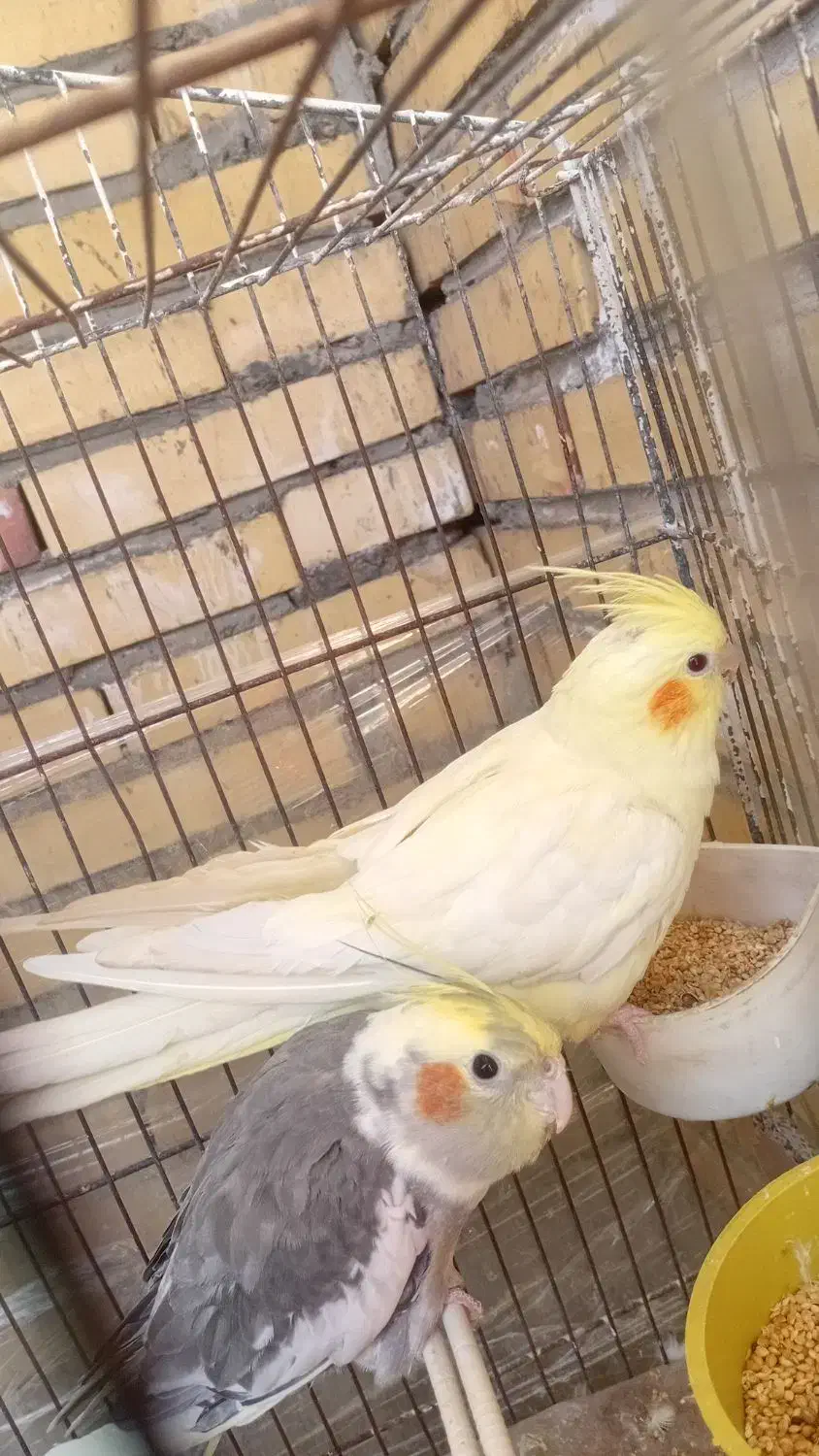 عروس هلندی|پرنده|سیرجان, |دیوار