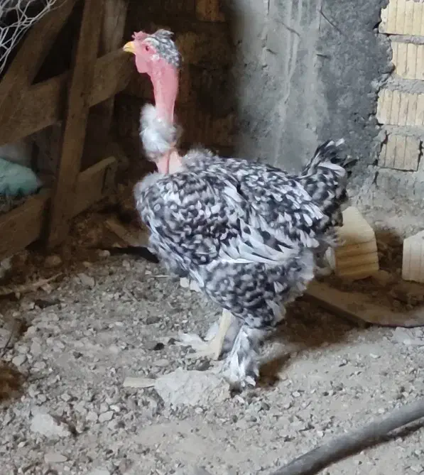 گردن ریت گلین دیلگونی|حیوانات مزرعه|دهدشت, |دیوار