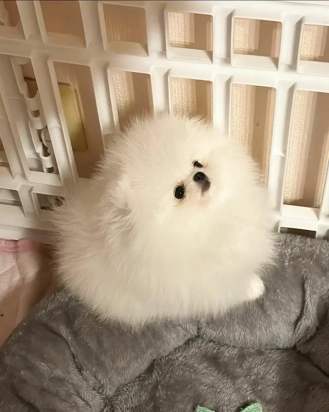 مرکز سگ پامر خرسی.پامرانین عروسکی اصیل|سگ|شیراز, زند|دیوار