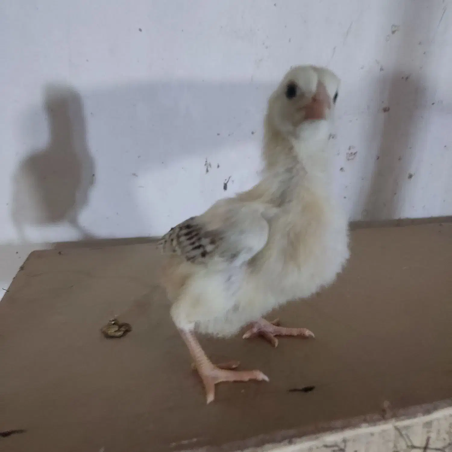 جوجه لاری خروس و مرغ لاری تخم مرغ نطفه دار لاری|حیوانات مزرعه|کرج, کیانمهر|دیوار