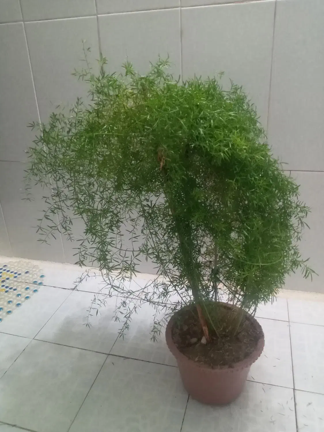 گل وگیاه|گل و گیاه طبیعی|فولادشهر, B8|دیوار