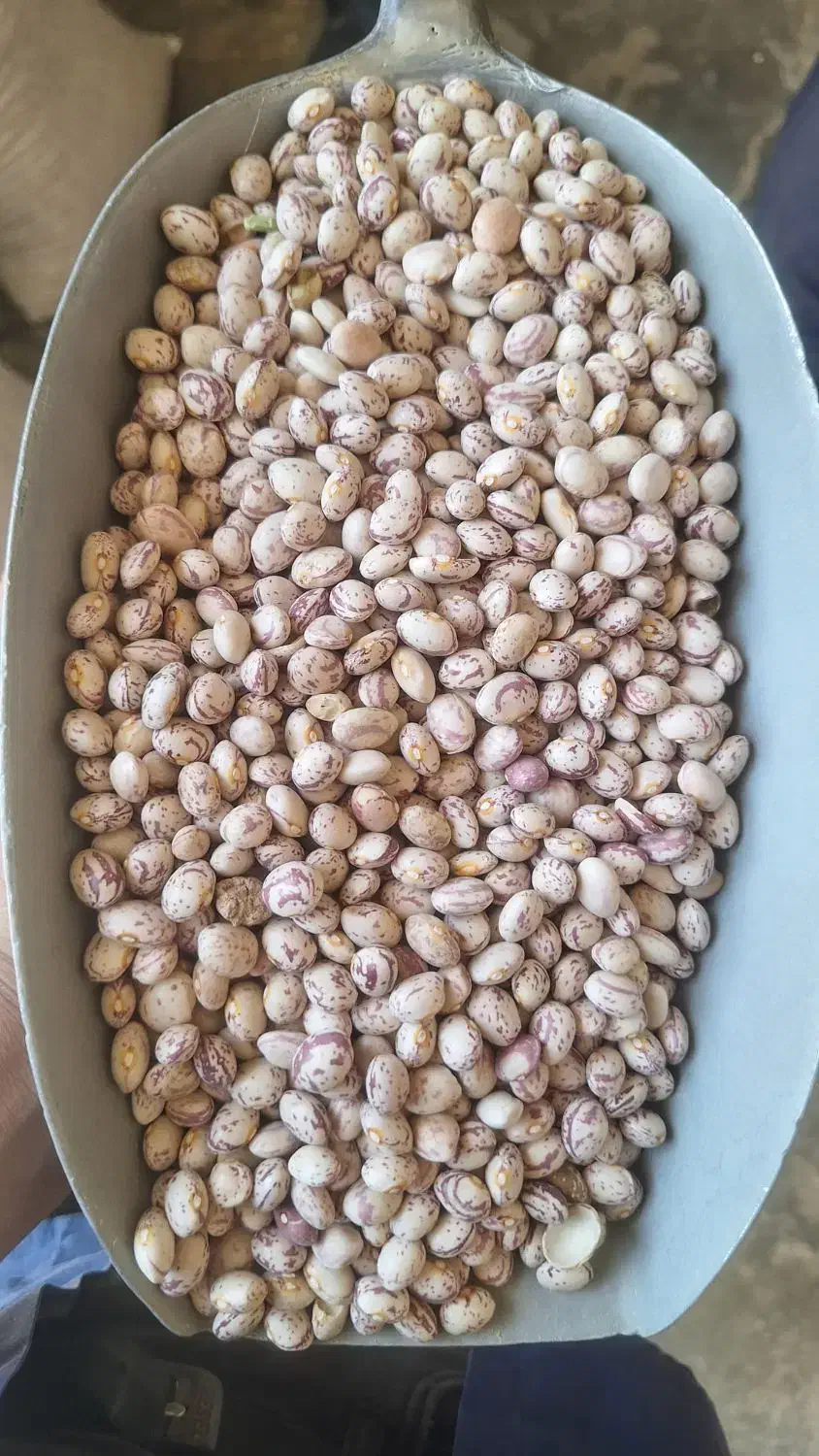 لوبیا چیتی|خوردنی و آشامیدنی|شیراز, احمدی جنوبی|دیوار