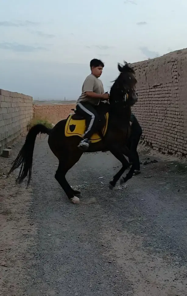 اسب|اسب و تجهیزات اسب‌سواری|سبزوار, ابارش|دیوار