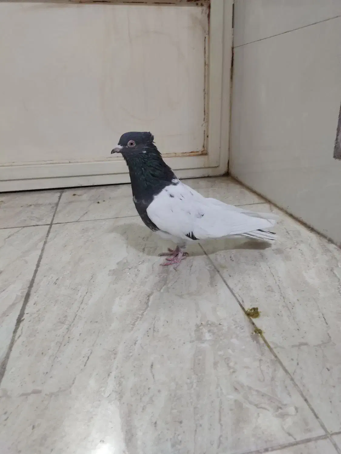 کبوتر کله ای|پرنده|لنجان, |دیوار