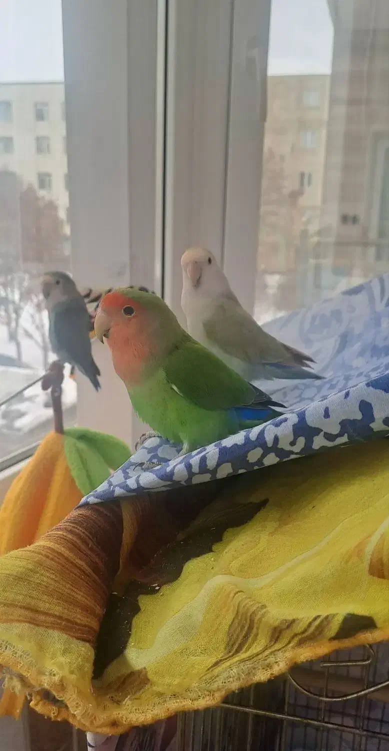 چهار طوطی برزیلی بالغ و سخنگو به همراه لوازم جانبی|پرنده|اردبیل, |دیوار