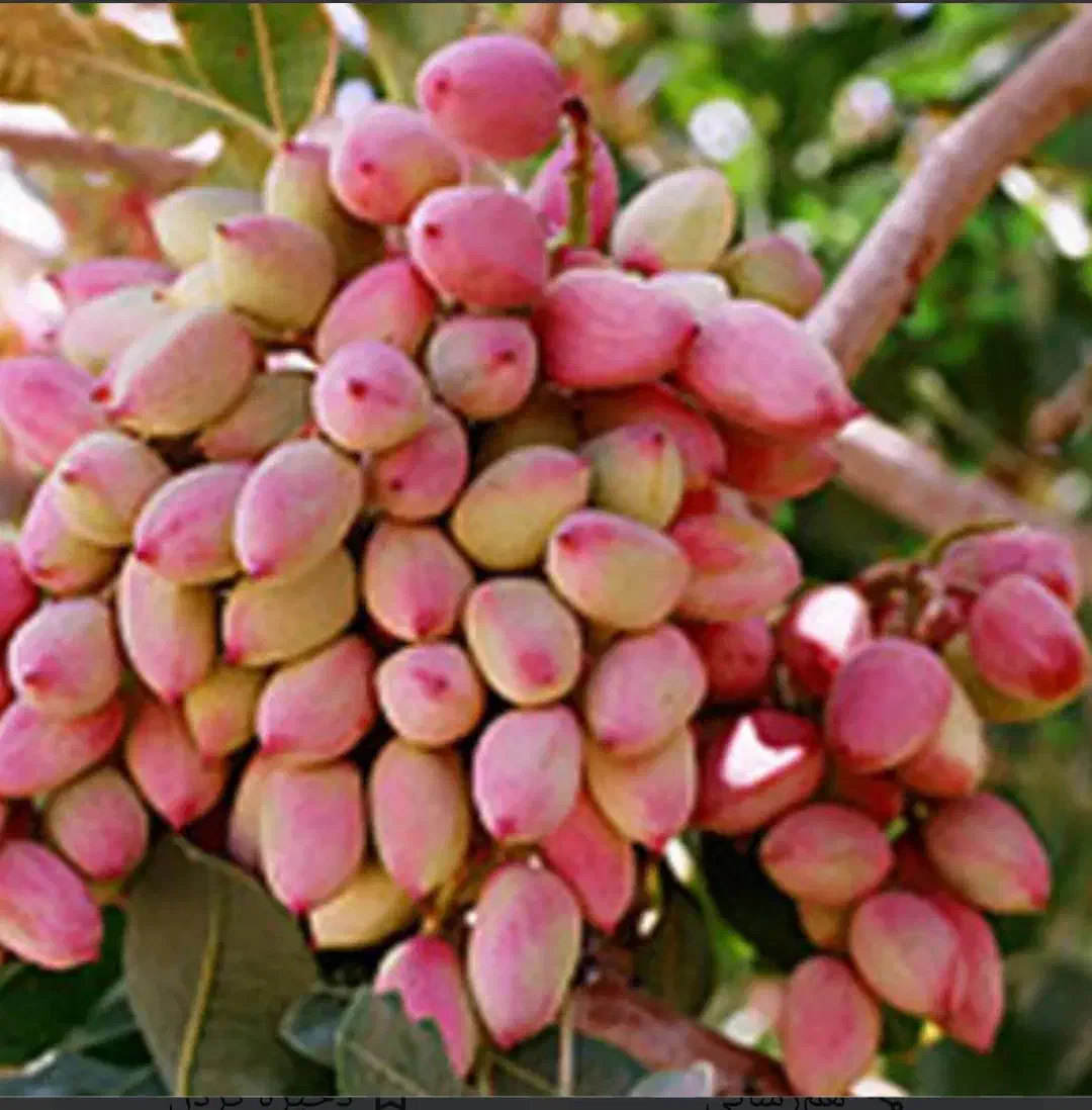 فروش باغ پسته ۲۰ راَس|فروش زمین و ملک کلنگی|کشکوئیه, |دیوار