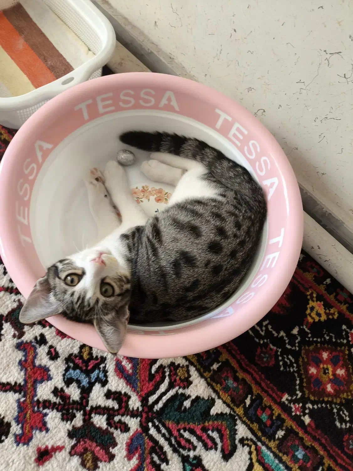 واگذاری رایگان بچه گربه|گربه|تبریز, |دیوار