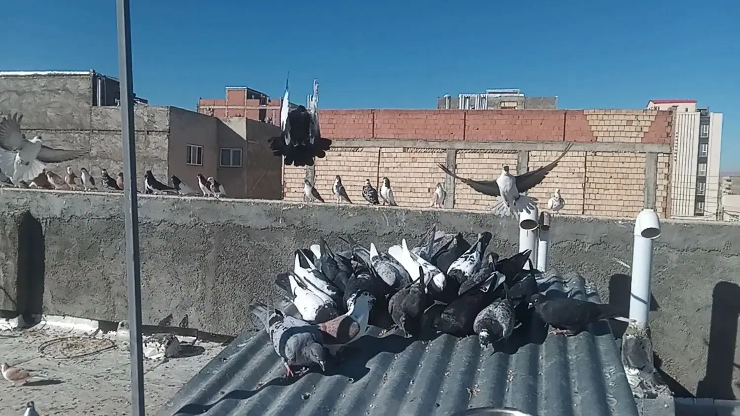 پرنده|پرنده|شیروان (خراسان), |دیوار