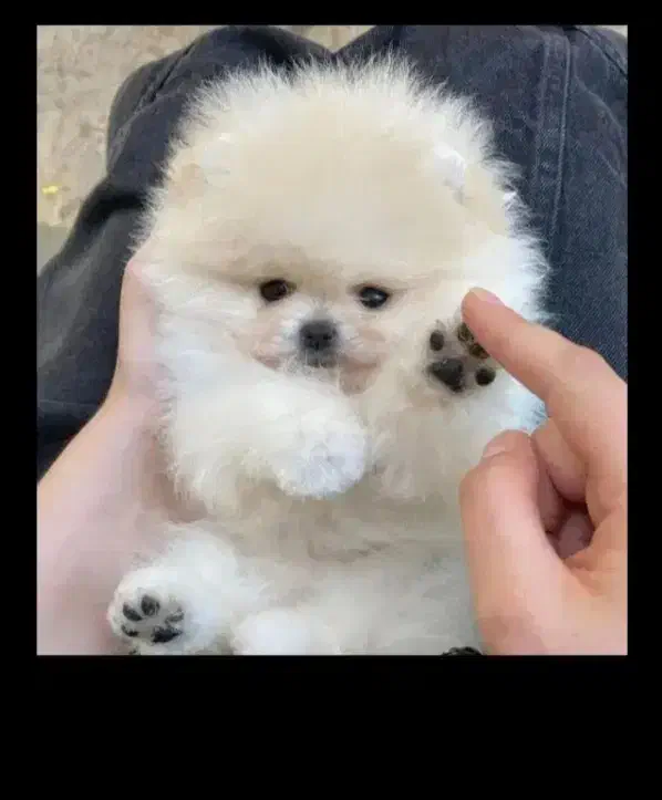 فروش پامرانین خرسی فوق العاده بالا زیر قیمت|سگ|مشهد, وکیل‌آباد|دیوار