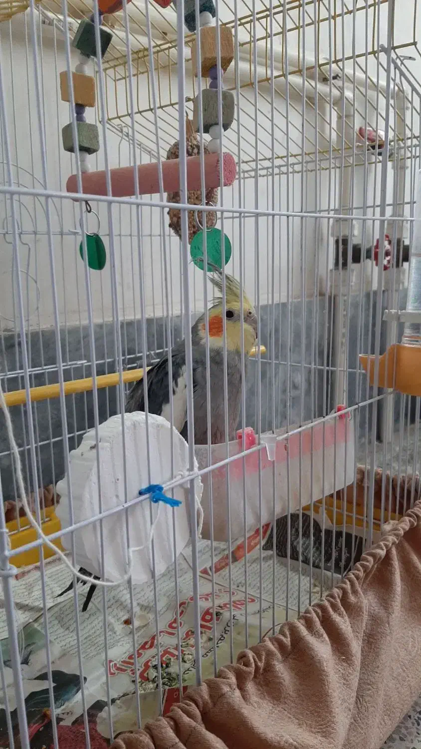 عروس هلندی|پرنده|کشکسرای, |دیوار