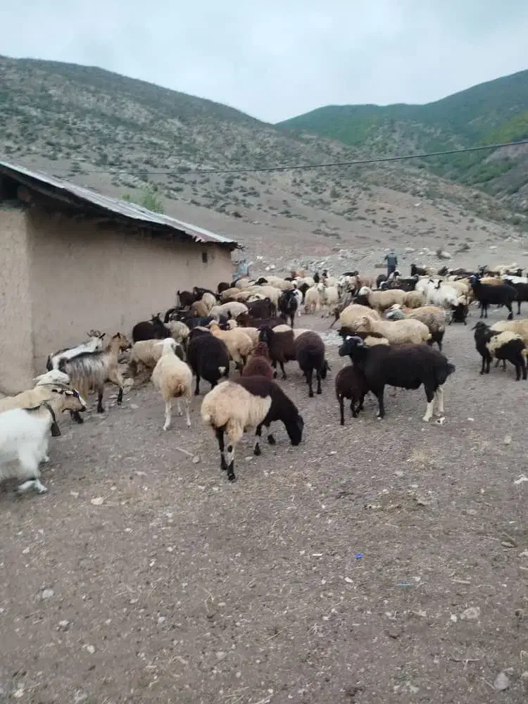 فروش گوسفند و بره|حیوانات مزرعه|کجور, |دیوار