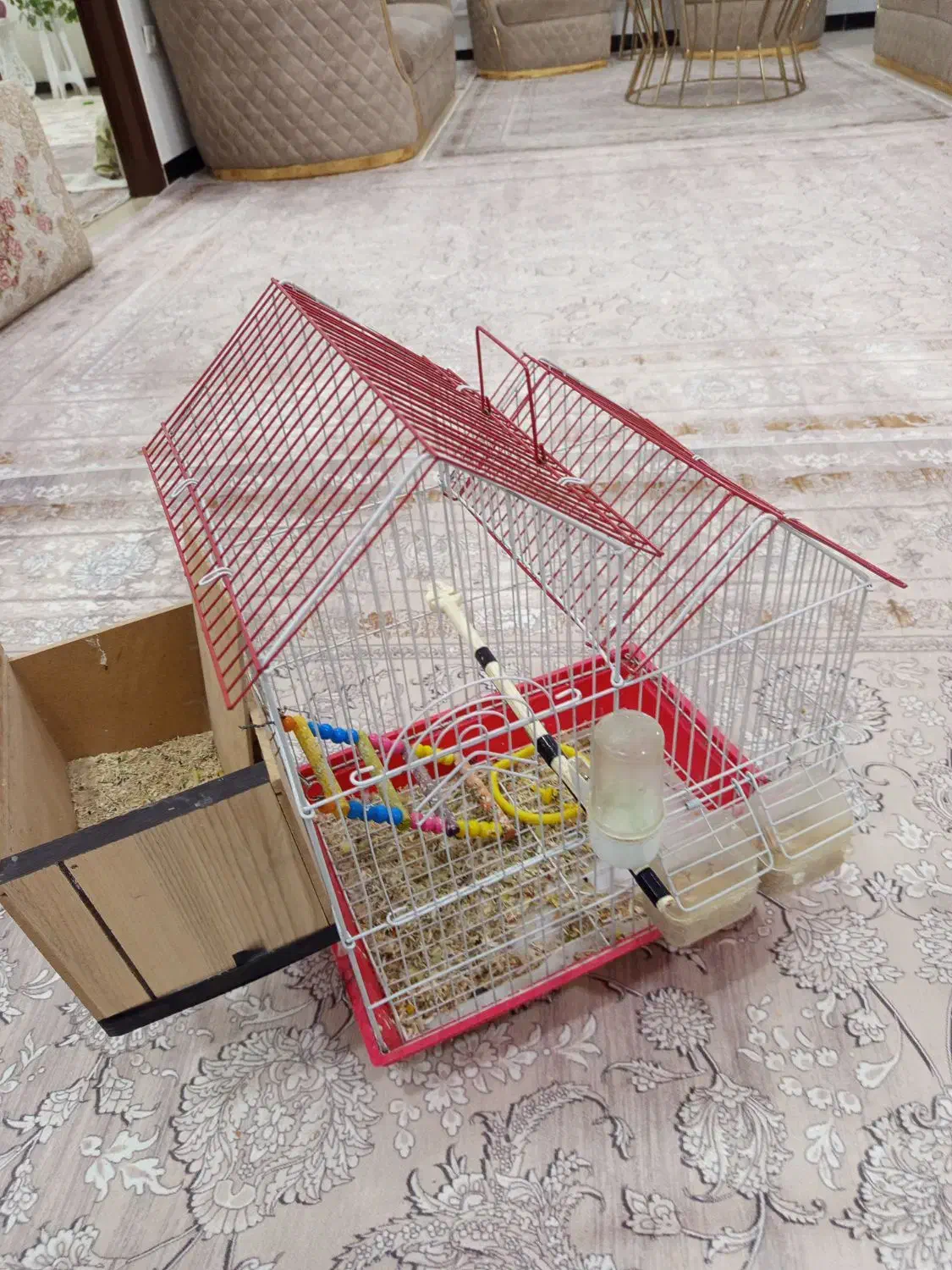 طوطی|پرنده|مریوان, |دیوار