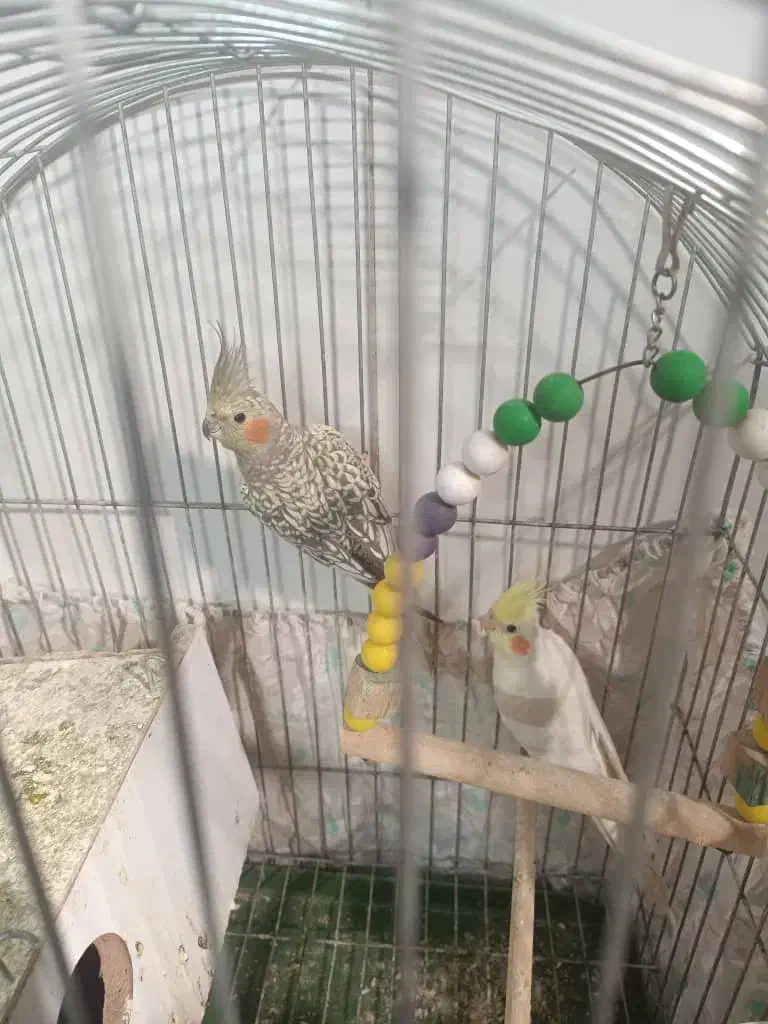 عروس هلندی|پرنده|قم, وادی السلام|دیوار