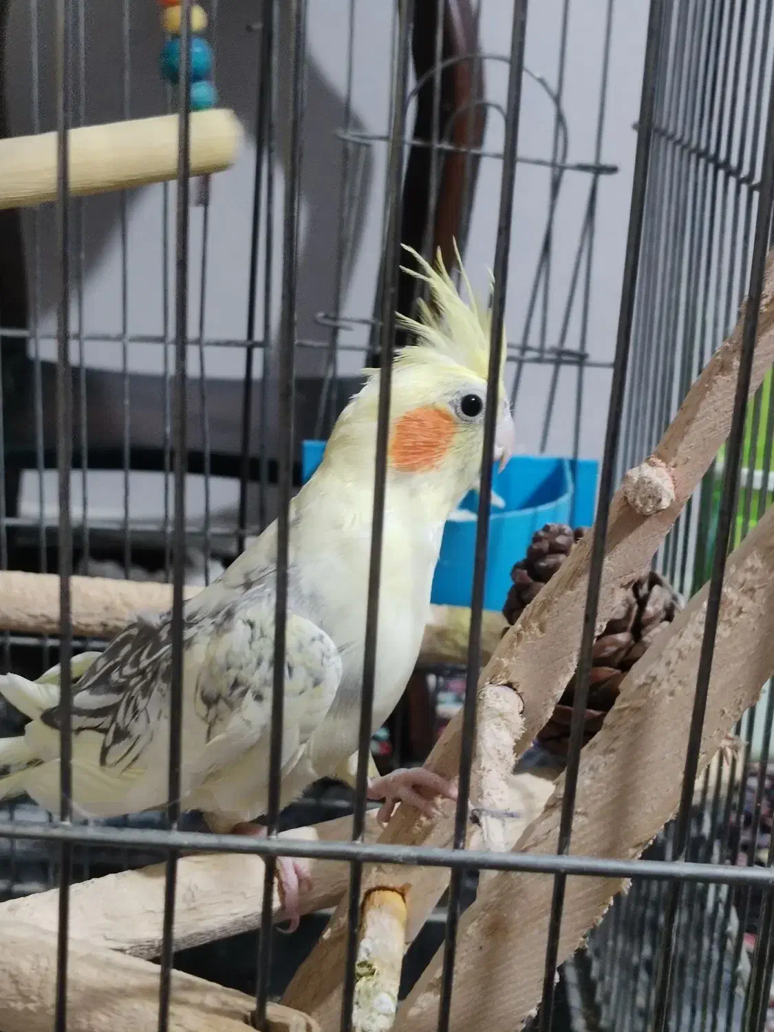 عروس هلندی|پرنده|شهریار, شهرک امیریه|دیوار