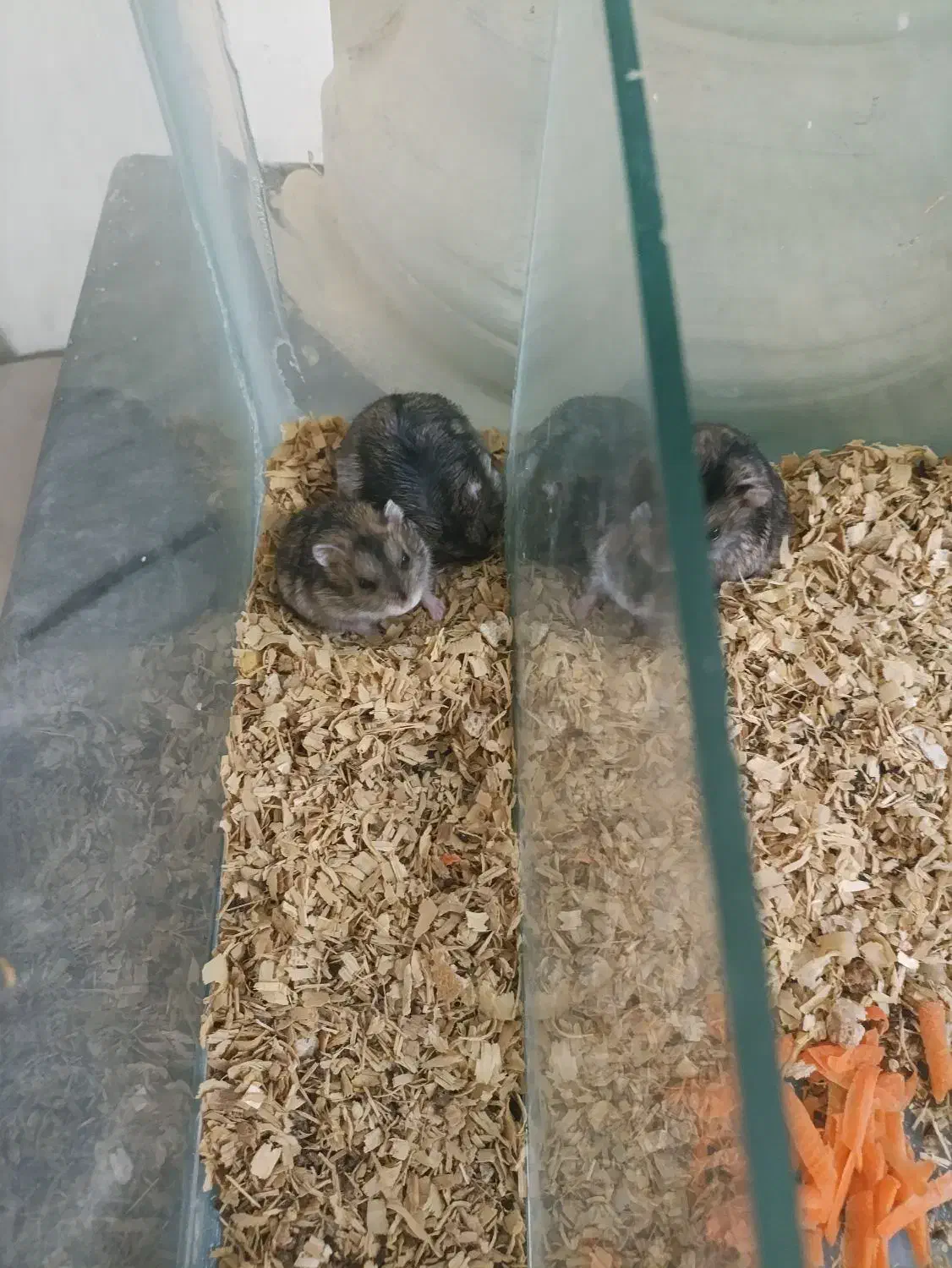 همستر|موش و خرگوش|شیراز, سیلو|دیوار