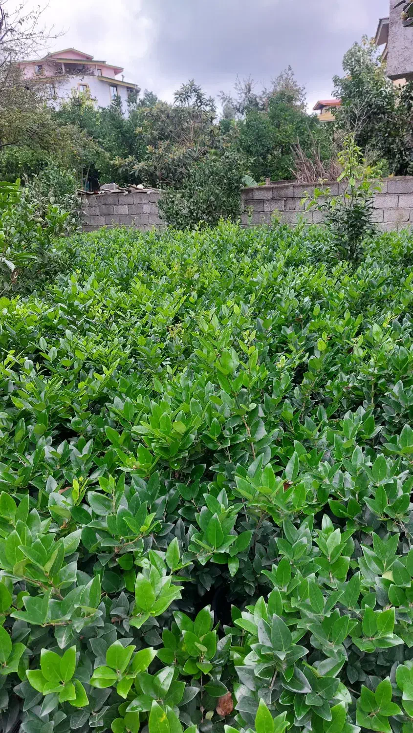 گل یاس هلندی سطل ۱۰|گل و گیاه طبیعی|رحیم‌آباد, |دیوار