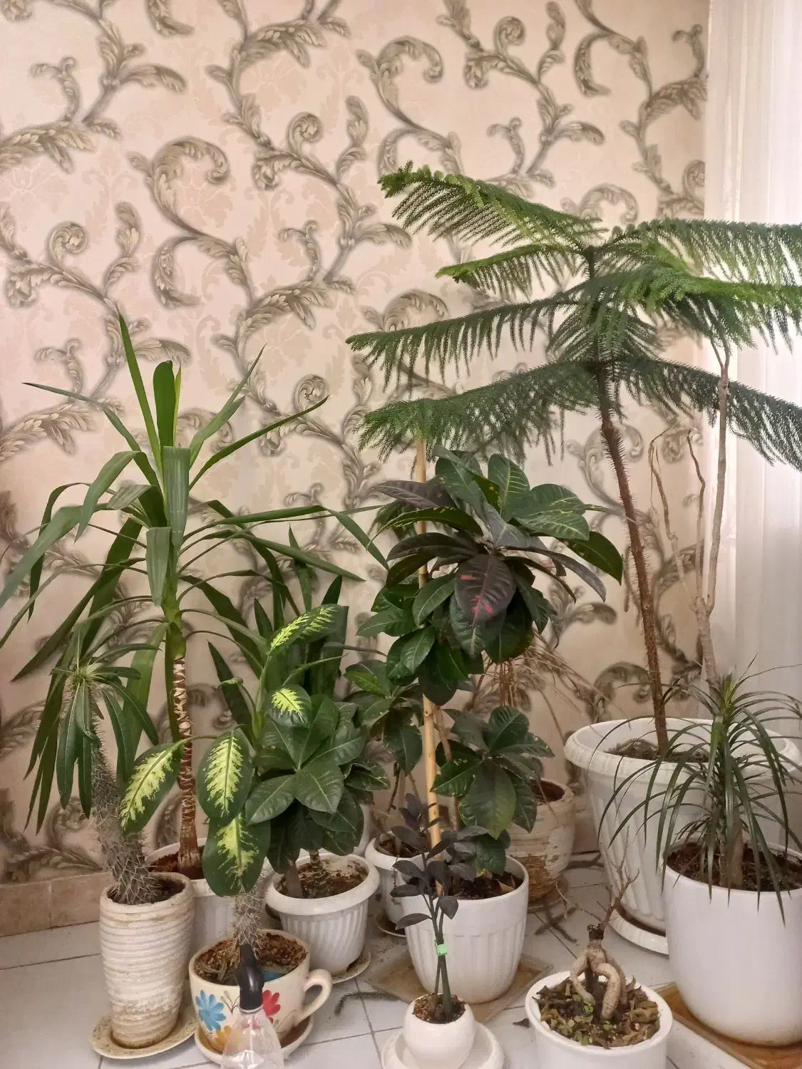 گل های طبیعی|گل و گیاه طبیعی|محمدشهر, همایون ویلا|دیوار