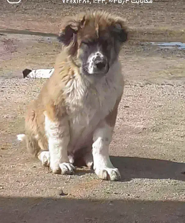 دو عدد توله قدر جونی به شرط هردو تر هستن|سگ|الیگودرز, |دیوار