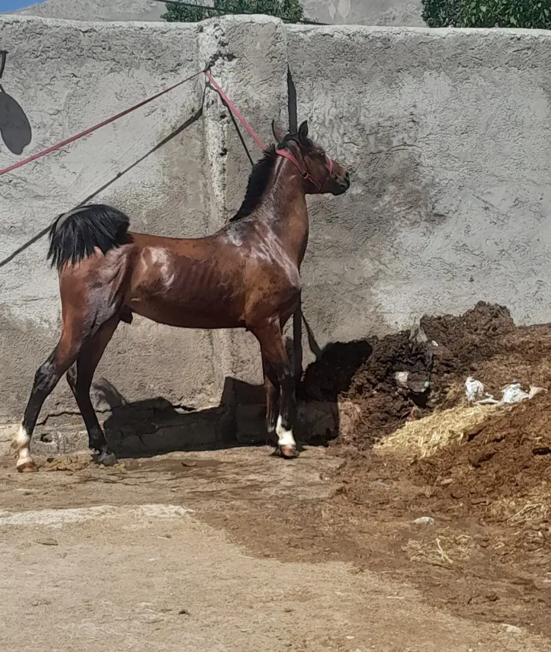 کره نریان شجره دار|اسب و تجهیزات اسبسواری|فارسان, |دیوار