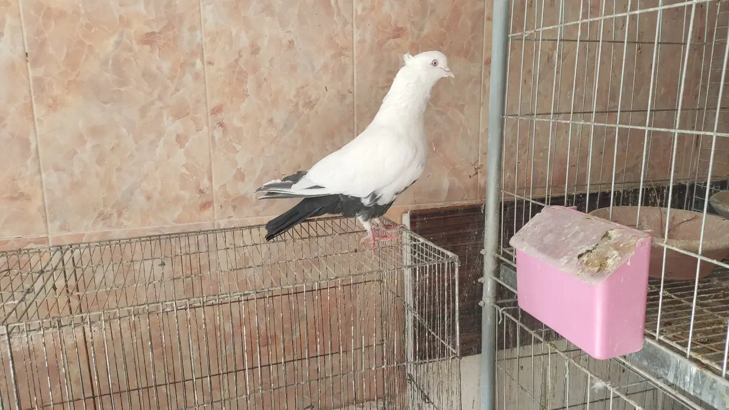 نر دم سیاه|پرنده|صدرا-فارس, فاز ۲|دیوار