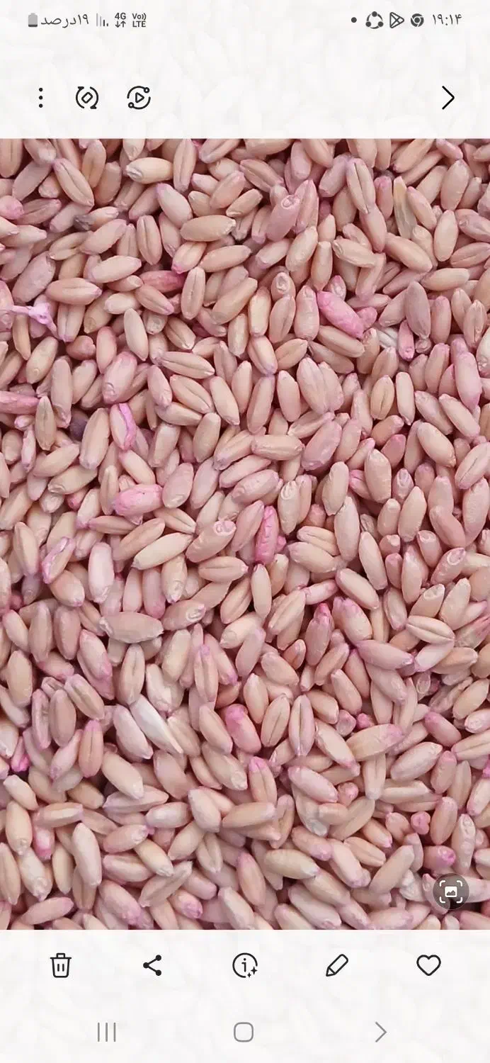 گندم بذر دیم درجه یک|خدمات باغبانی و درختکاری|کلیائی, |دیوار