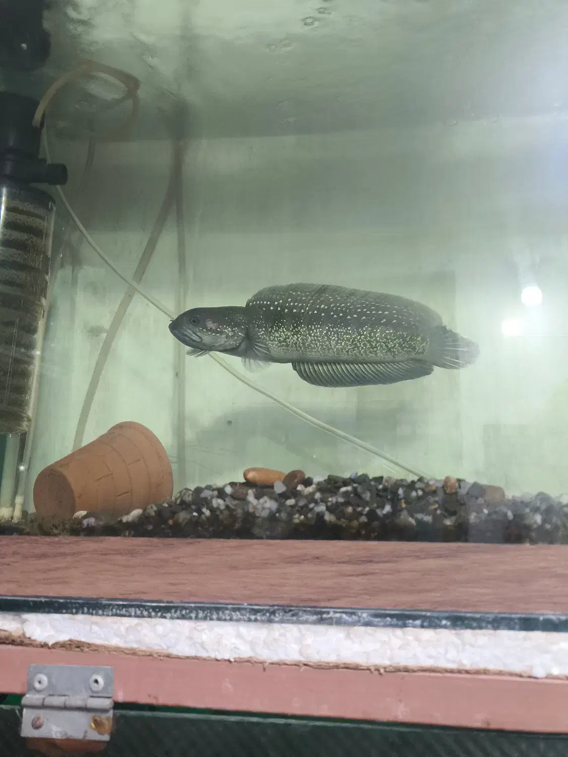 ماهی چانا|ماهی|مبارکه, |دیوار