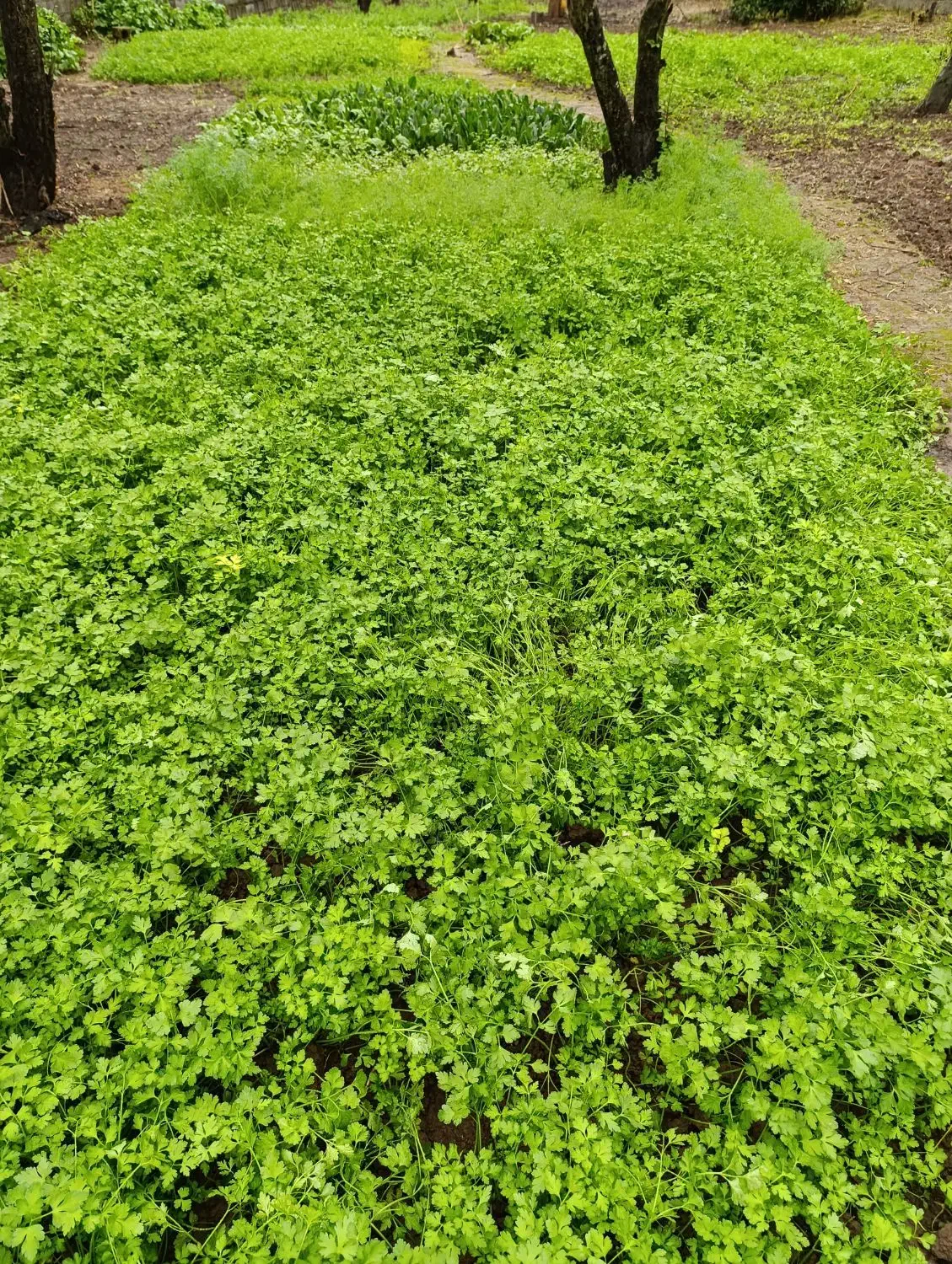 سبزی محلی ارگانیک|خوردنی و آشامیدنی|کیاشهر, |دیوار