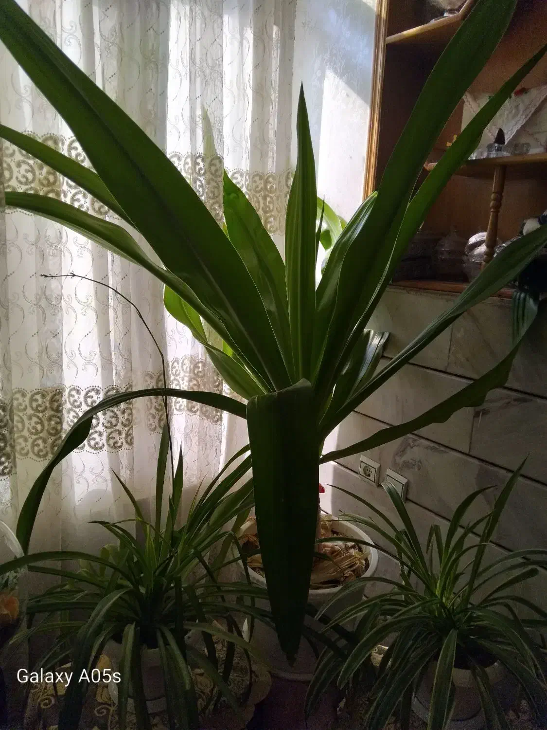 گل بزرگ|گل و گیاه طبیعی|فلاورجان, |دیوار