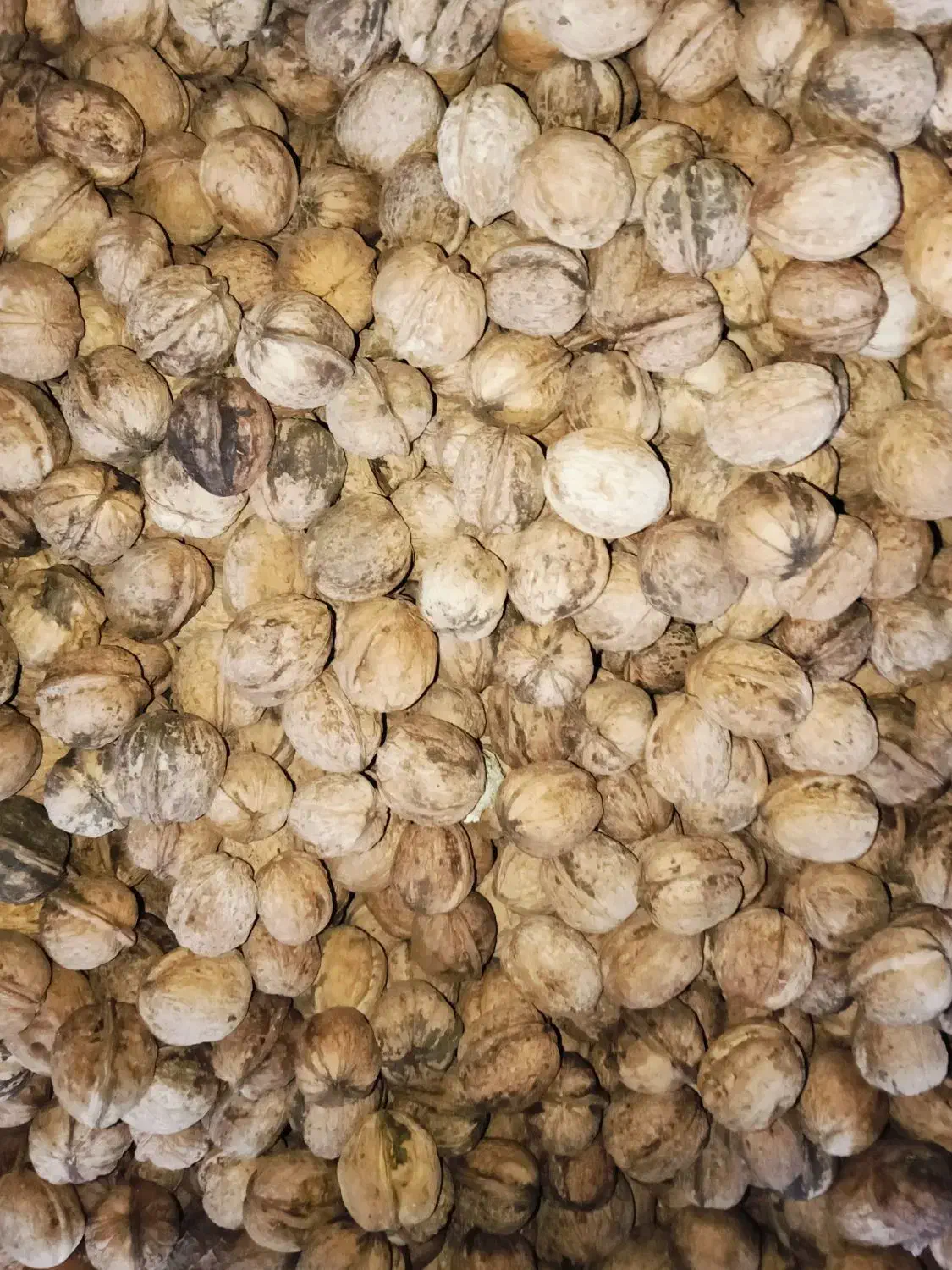 گردوی درجه یک|خوردنی و آشامیدنی|خاوه, |دیوار