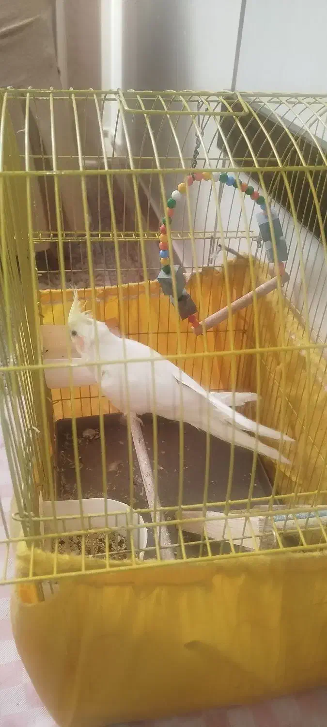 عروس هلندی بازیگوش دستی|پرنده|قزوین, |دیوار