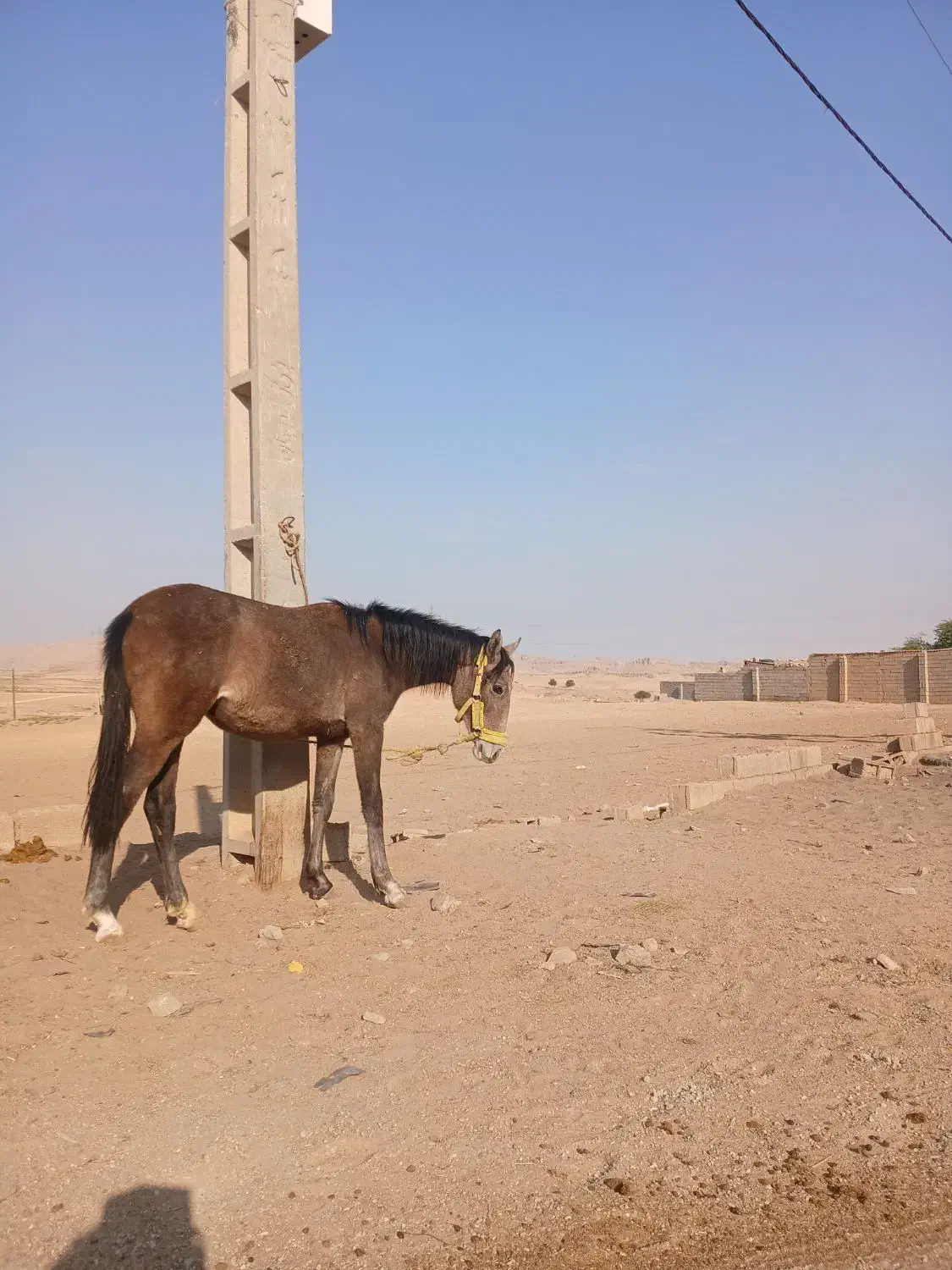 مادیون|اسب و تجهیزات اسبسواری|شوشتر, |دیوار