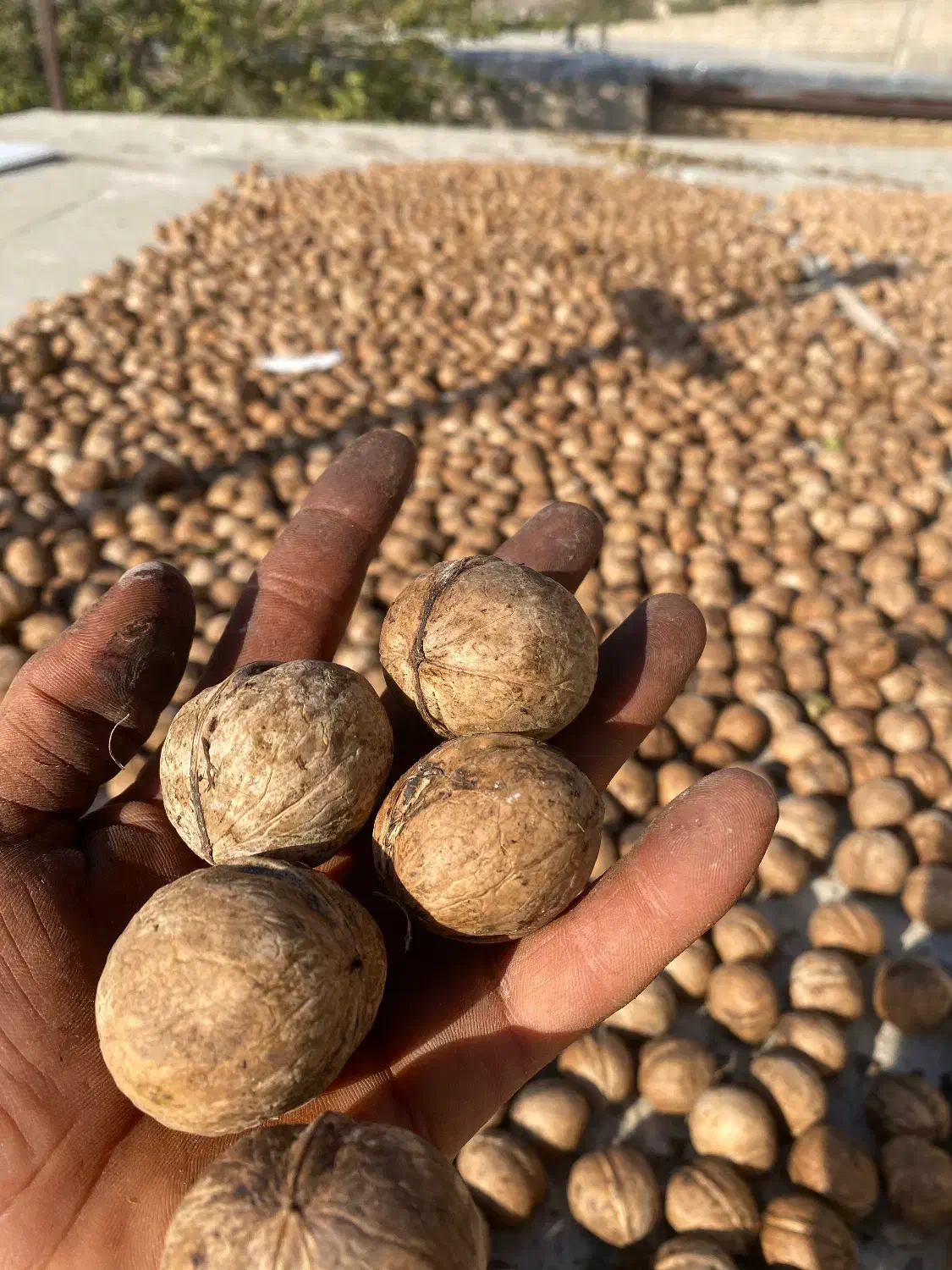 گردو|عمدهفروشی|زند, |دیوار