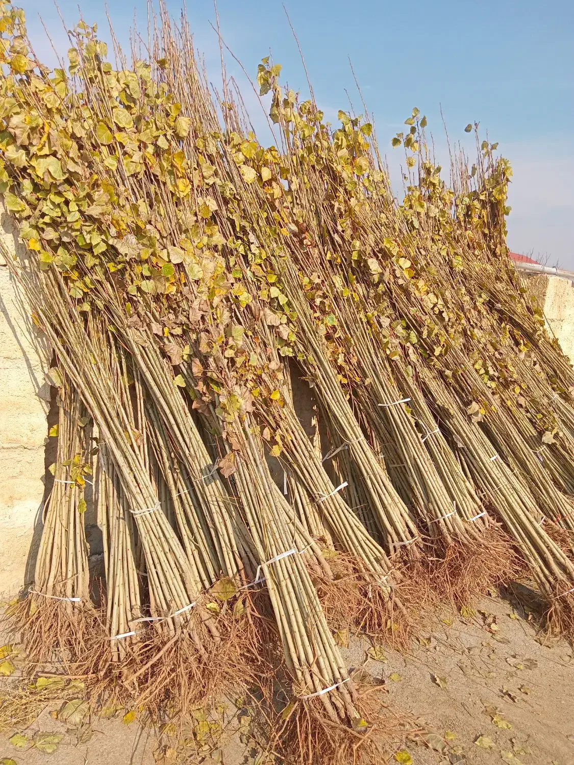 بهترین نهالهای صنوبر برای کاشت انبوه|خدمات باغبانی و درختکاری|بابل, |دیوار