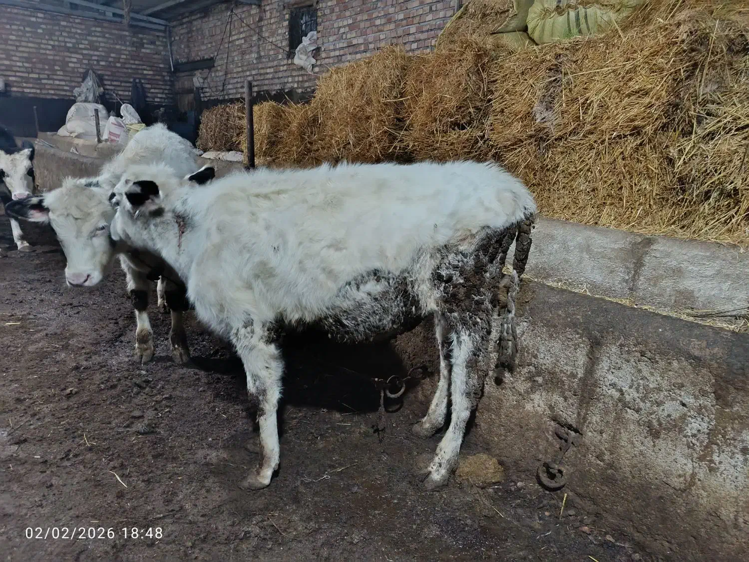 سه گوساله نر|حیوانات مزرعه|مهربان, |دیوار