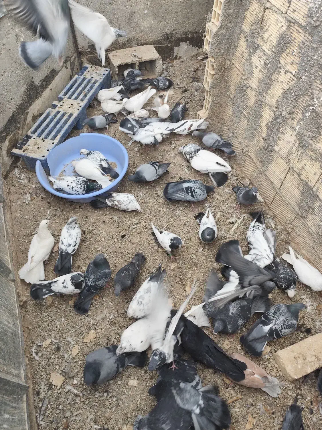 تیدی پلاکی|پرنده|سامان, |دیوار