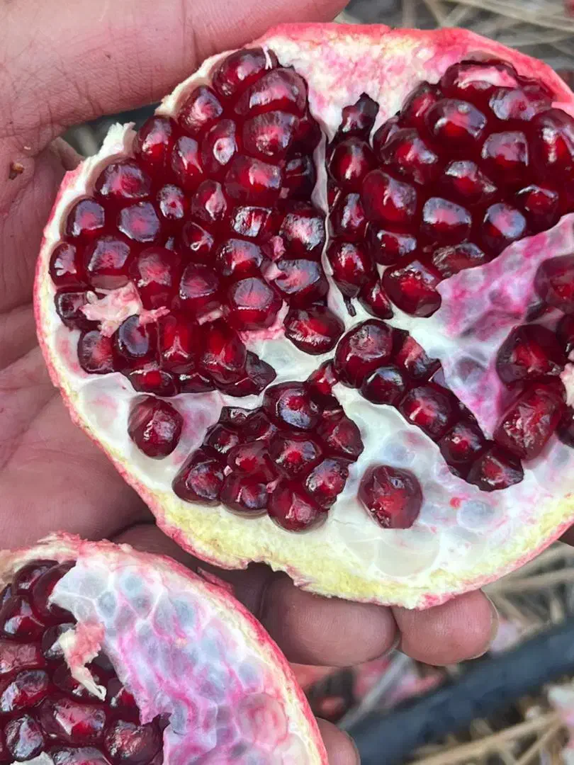 انار یاقوتی|عمده‌فروشی|ملایر, |دیوار