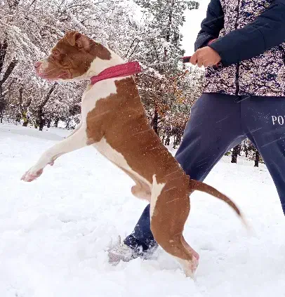 واگذاری پیتبول اصیل|سگ|اصفهان, بهارستان|دیوار