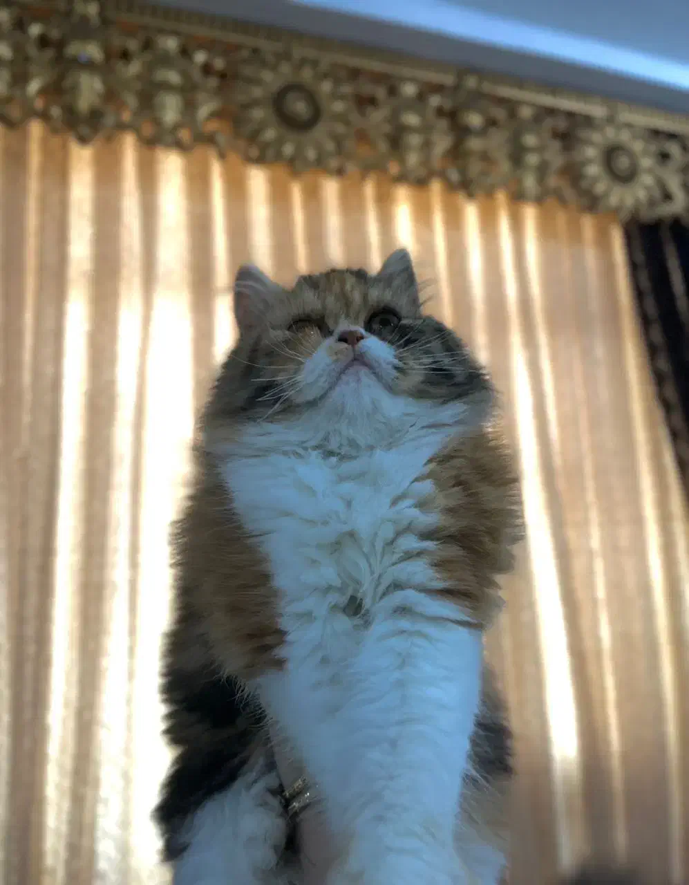 گربه|گربه|آبادان, |دیوار