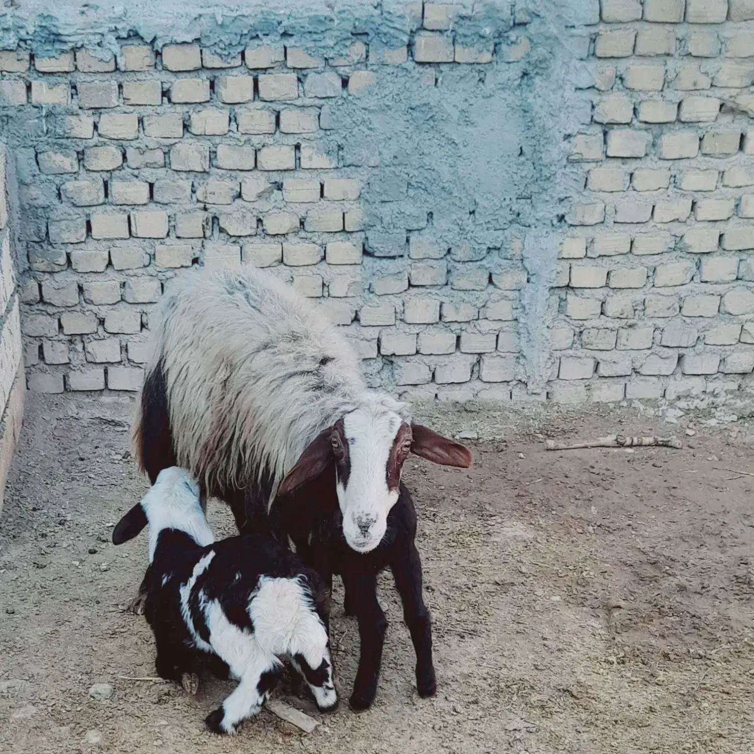 میش|حیوانات مزرعه|گیان, |دیوار