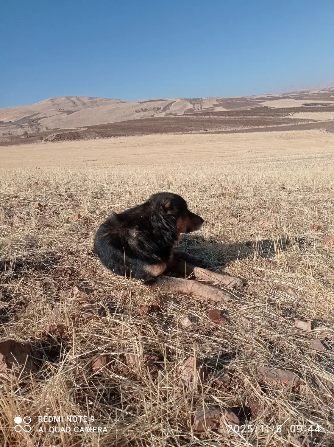 سگ گله|سگ|روانسر, |دیوار