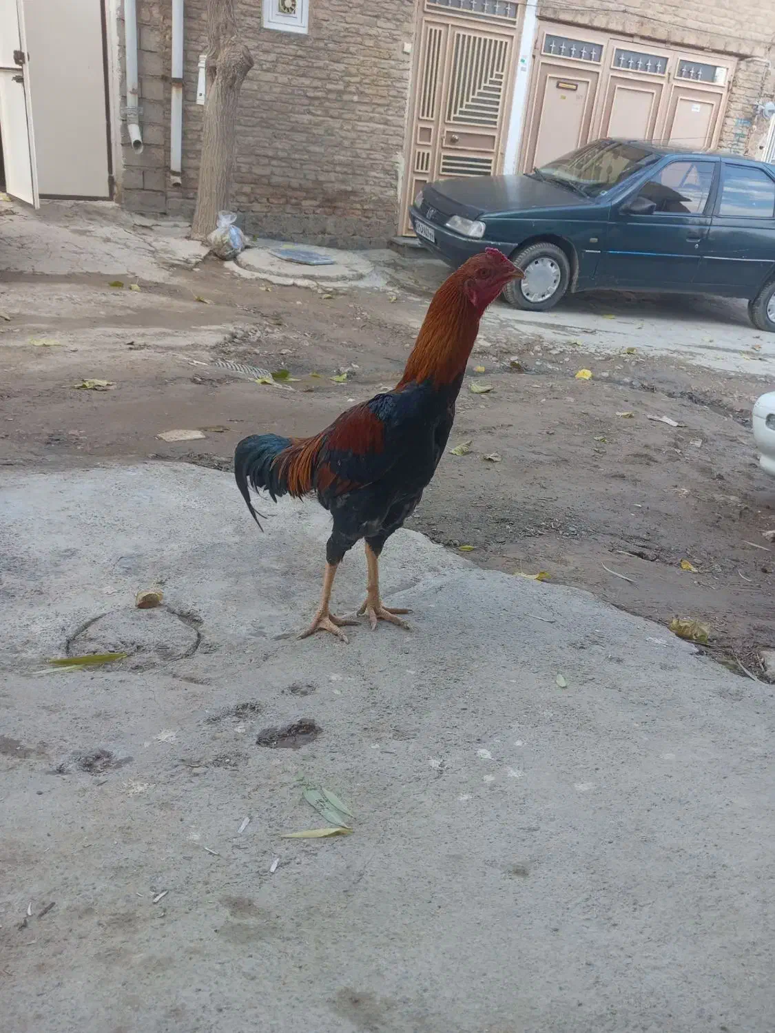 خروس لاری هشت ماه|حیوانات مزرعه|بوکان, |دیوار