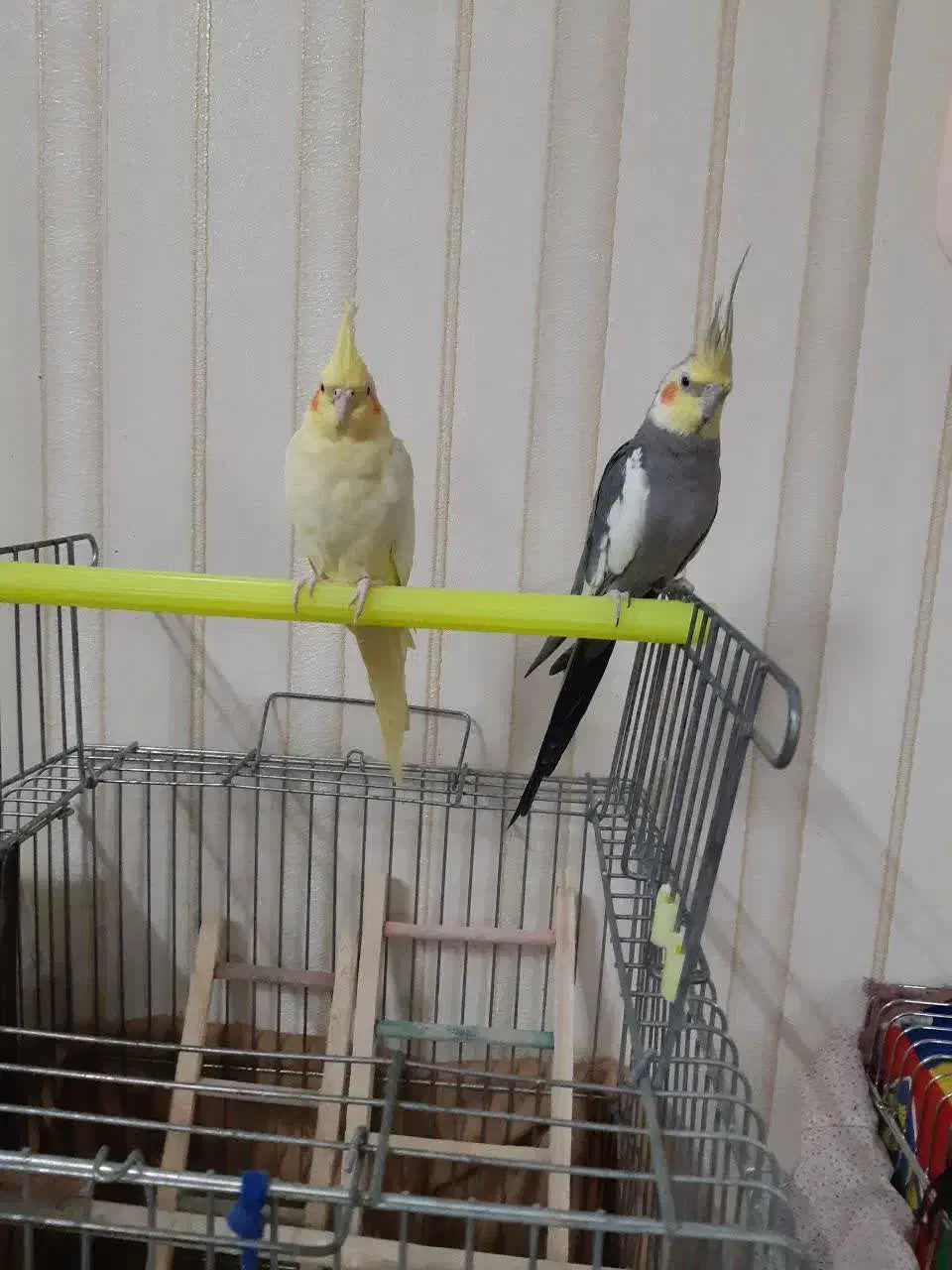 1جفت مولدواقعی جوجه دوست وبزرگ کن|پرنده|قم, انصارالحسین|دیوار