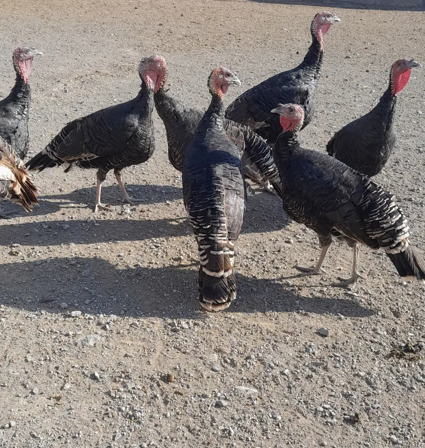 بوقلمون وغاز طبیعی|حیوانات مزرعه|ارشق, |دیوار