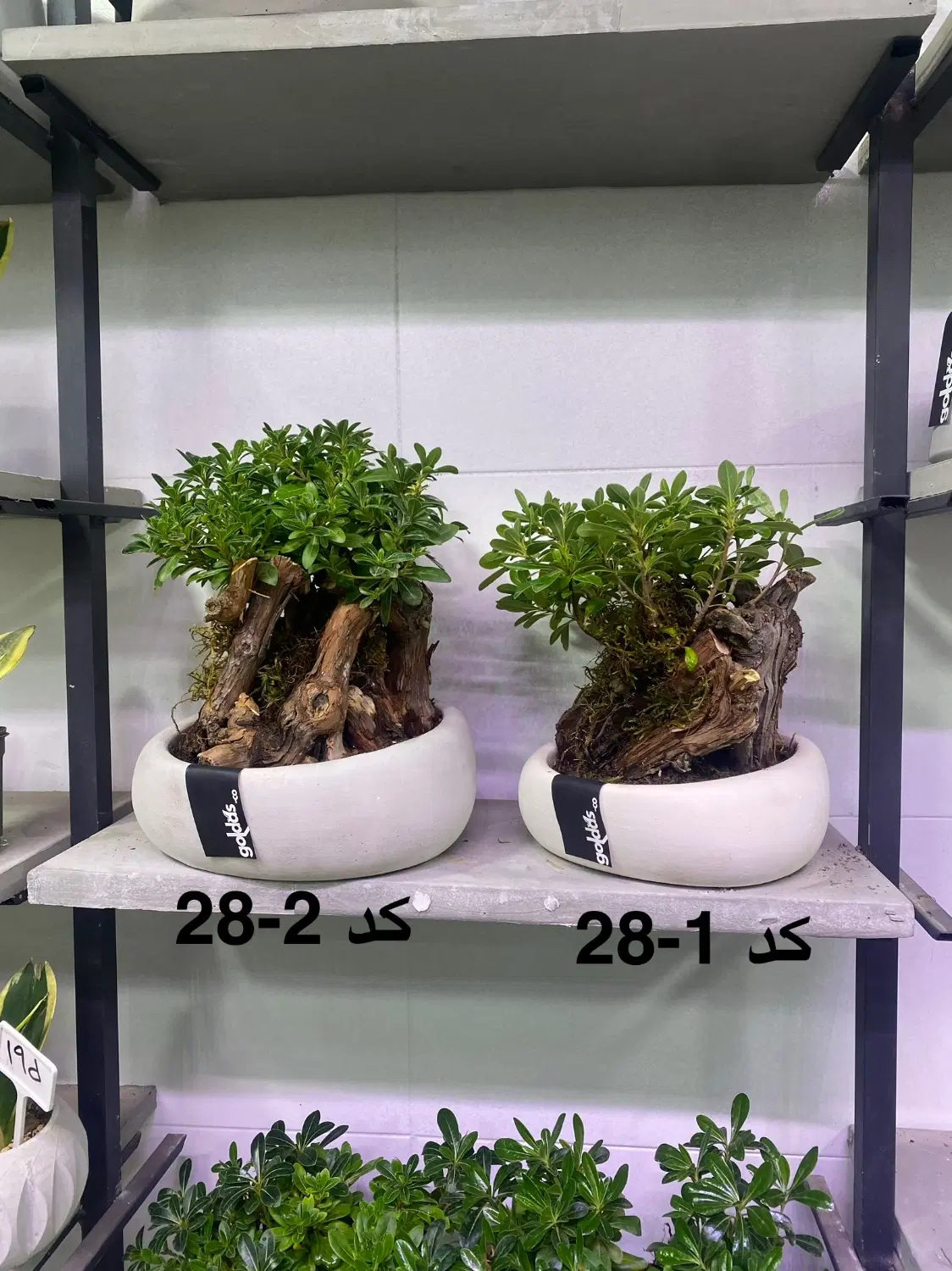 فروش انواع بنسای گیاه کادویی،هدیه ارسال از اصفهان|گل و گیاه طبیعی|تهران, آرژانتین|دیوار