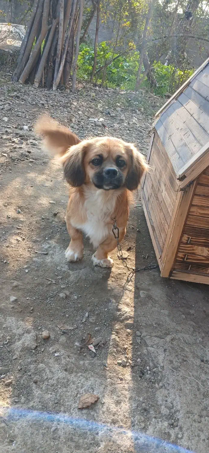 سگ پا کوتاه پیکینیز|سگ|شفت, |دیوار