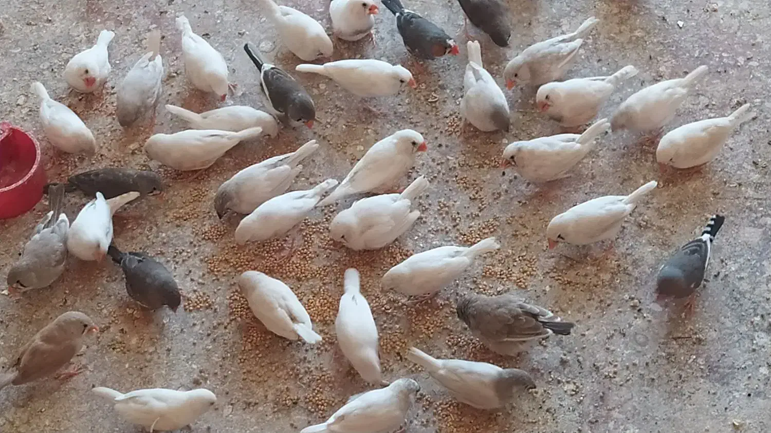 فنج و مرغ عشق|پرنده|خرمشهر, |دیوار