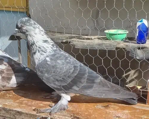 کبوتر پرشی|پرنده|قائم‌شهر, |دیوار