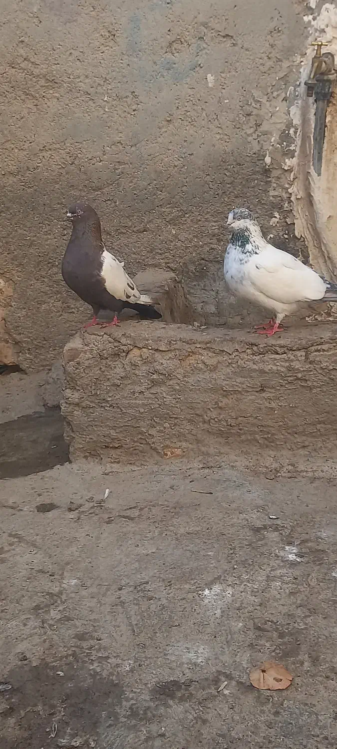 کبوتر|پرنده|زابل, |دیوار