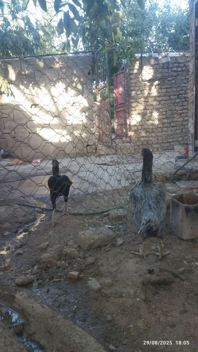 فروش تخم نطفه دار  لاری اصیل|حیوانات مزرعه|نورآباد, |دیوار